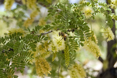 Mesquite Tree Blossoms with Bee