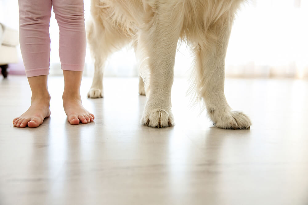 feet and paws on floor