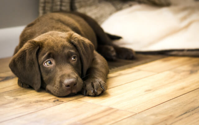 protect your floors from pets