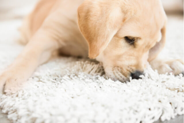 puppy snagging carpet